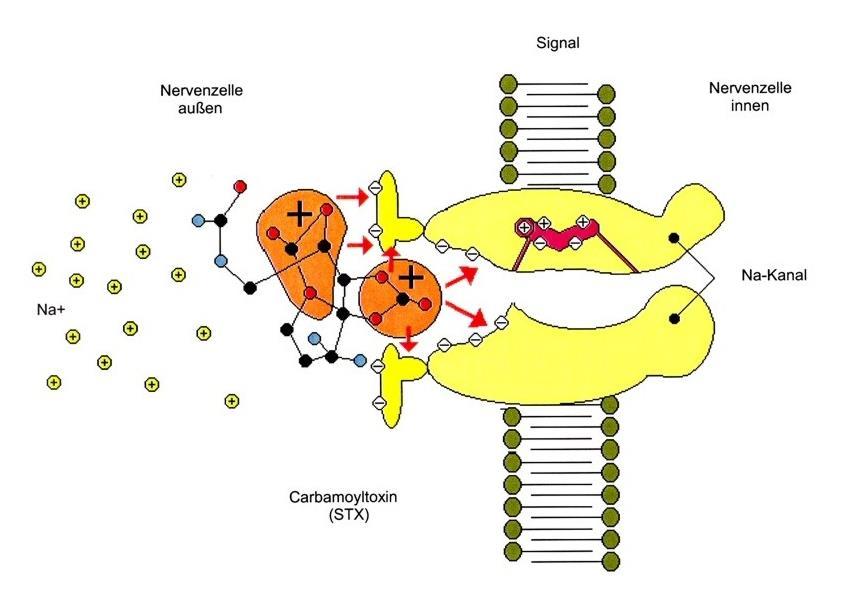 Theorie Wirkmechanismus Die Toxizität des Neurotoxins Saxitoxin basiert auf der Blockade der Natriumkanäle von Nervenzellen [16, 50].