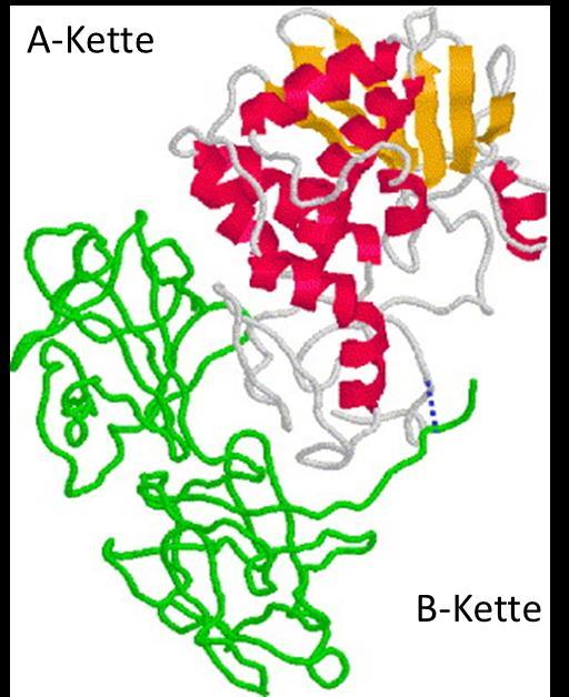 Theorie Abbildung 2.6: Dreidimensionale Struktur von Rizin [70]. Rizin wird der Familie der Ribosomen-inaktivierenden Proteine Klasse II (RIP II) zugeordnet.