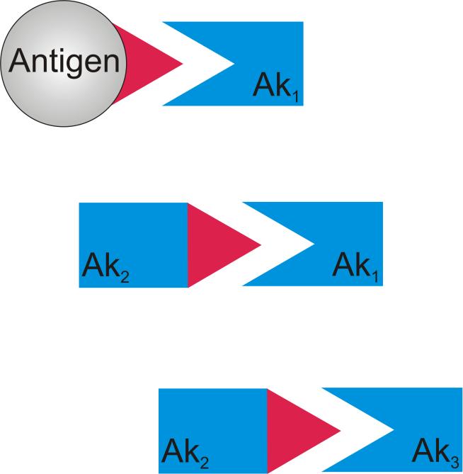 Theorie 2.2.4 Anti-idiotypische Antikörper Wie oben angesprochen reagiert das Immunsystem auf Antigene (Ag) mit der Produktion von Antikörpern (Ak 1 ).