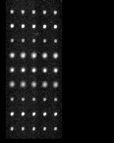 CL-Signalstärke. Additive wie Pluronic F127 im Spottingpuffer führten zu leicht verschwommenen Spots (Abbildung 3.3). Abbildung 3.