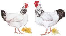 Hühner Sussex weiß-schwarzcolumbia G.
