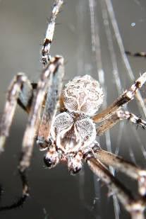 Spinnen sind Ekeltiere, heisst es. Gross, schwarz, langbeinig und krabbelig das sind offenbar die furchteinflössenden Attribute, auch wenn diese nur für die wenigsten Spinnen zutreffen.