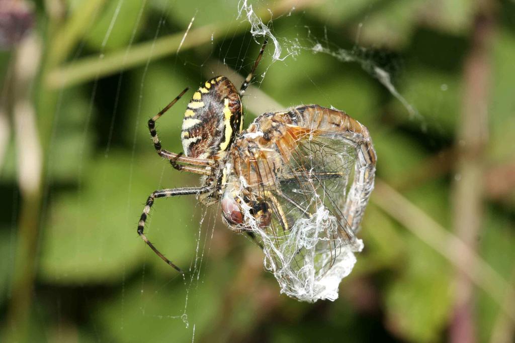 B. Begrüßung (20 min.) Geheimtier Spinne Material: keines Verraten Sie zunächst nicht, mit welchem Tier Sie sich heute beschäftigen wollen.