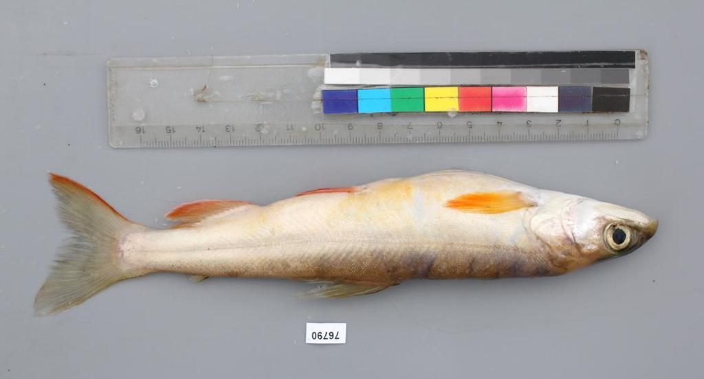 Abbildung 4-14. Foto eines in der Tiefe des Überlingersees gefangen Tiefseesaiblings (Salvelinus profundus). Es handelt sich um ein reifes Männchen im Laichkleid.