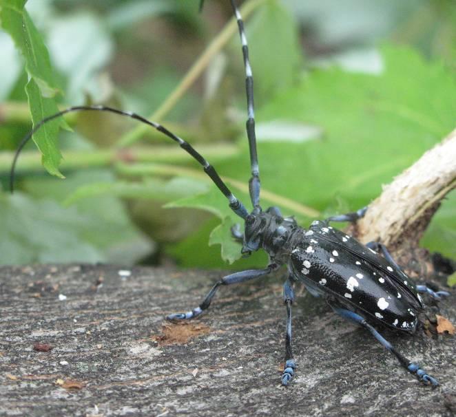 Allgemeine Informationen zu der Käfergattung Anoplophora Die zu den Bockkäfern (Cerambycidae) zählende Gattung Anoplophora umfasst 36 Arten (LINGAFELTER und HOEBEKE, 2002).