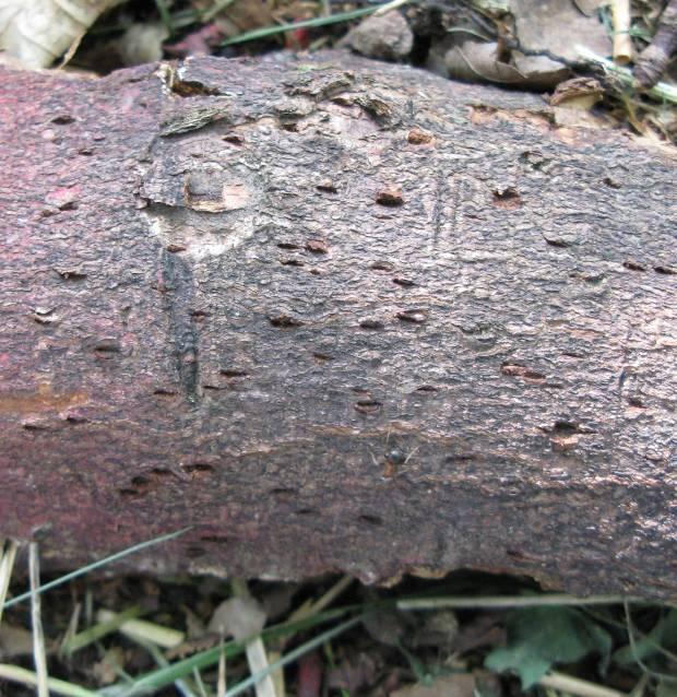 Holzkörper, um sich dann in Larvengängen abwärts im Splint- und Kernholz zu entwickeln.