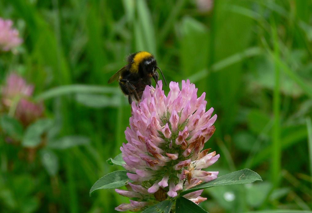 15 Wildbienenspezifische Massnahmen Unter den Wildbienen gibt es bezüglich Ansprüche an die Nahrungsquellen und Nistmöglichkeiten stark spezialisierte Arten.