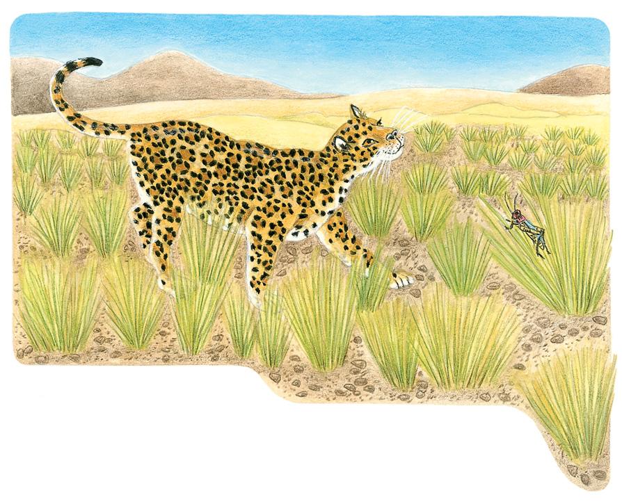 Am nächsten Tag spricht eine Heuschrecke den Jaguar an, als er gerade mit hoch erhobenem Haupt über eine Wiese schreitet. Sie hat den Jaguar schon einige Zeit beobachtet.