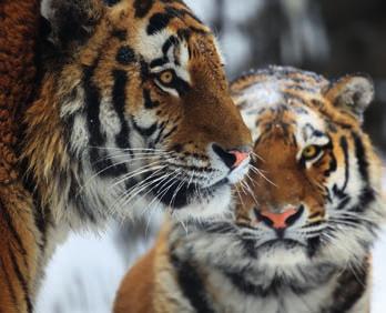 Die Unterarten des Tigers Noch vor 100 Jahren waren neun Unterarten des Tigers in verschiedenen Gebieten in ganz Asien zu Hause.