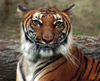 Im Winter bekommt der schöne Riese ein besonders langes, dichtes Winterfell, das ihn bei Temperaturen von bis zu minus 45 C vor jeder Erkältung schützt. Vom Bengal-Tiger gibt es die meisten Tiere.