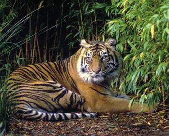 Die Männchen tragen einen Backenbart. Abgetrennt von den anderen Tiger unterarten lebt er, wie schon sein Name verrät, auf der Insel Sumatra.