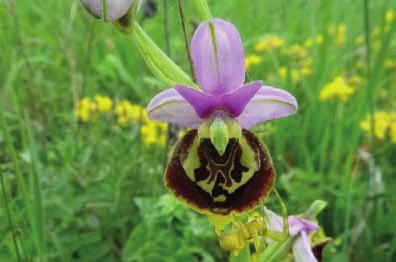 16 Sonntag 21. Mai > 9.45 12 Uhr > Erlinsbach Orchideenlehrpfad und Wiesenwelten Spannender Vormittag rund um die wunderbaren und verborgenen Orchideen- und Wiesenwelten. Für die ganze Familie.
