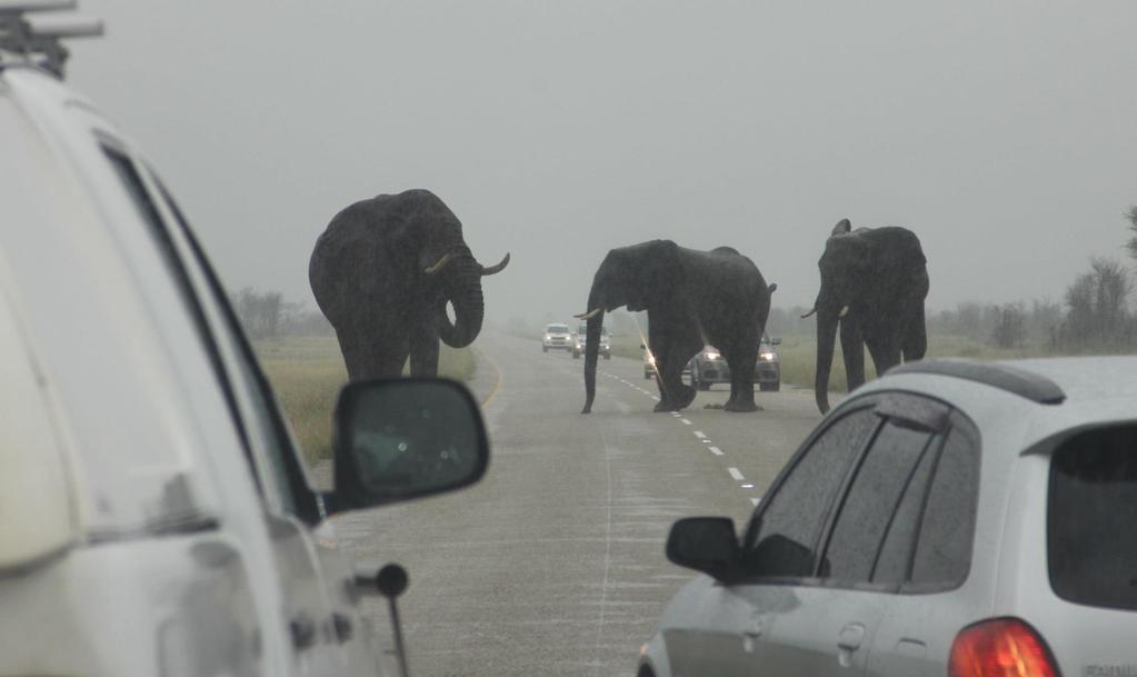 Unterwegs (2) Auf der Hauptverkehrsstraße bei Gweta versperren Elefanten den Weg.