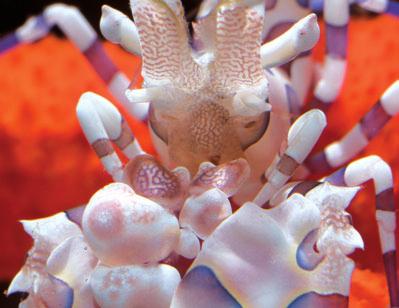 Ein Aquarium mit Tieren aus dem Korallenriff kann sehr