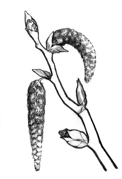 Bedrohung und Förderung der Schwarzpappel - Populus nigra Die Schwarzpappel wird in der Roten Liste als stark gefährdet eingestuft.
