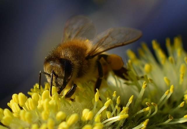 Dabei entstehen die sogenannten Pollenhöschen: Kleine Pollenklümpchen, die aussehen, als würde die Biene gelbe Hosen tragen. Auf diese Weise werden die Pollen zum Volk transportiert.
