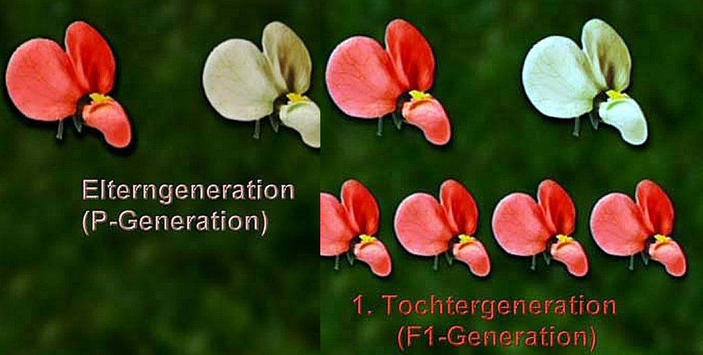 Diese Basen sind zueinander komplementär. Die DNA ist also ein Doppelstrang, der einer gleicht. Die Holme bestehen aus der Phosphat-ZuckerAbfolge, die Sprossen der Leiter aus den komplementären Basen.