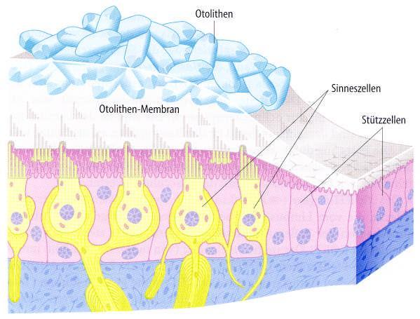 Die Otolithenorgane Utrikulus und Sakkulus enthalten die horizontal angelegte Macula utriculi und die vertikal angelegte Macula sacculi.