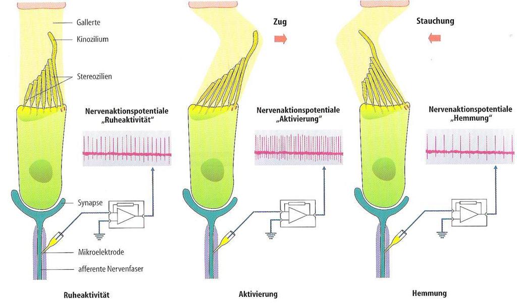 Sowohl bei den Maculaorganen als auch bei den Bogengangsampullen erfolgt eine ständige Entladung von Aktionspotentialen und somit die Aufrechterhaltung eines Ruhepotentials im Nervus vestibularis.