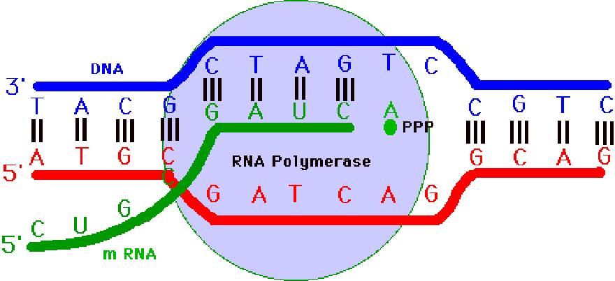 Die RNA-Synthese ist Template-gesteuert! Der Template-DNA-Strang wird abgelesen von 3 nach 5`!