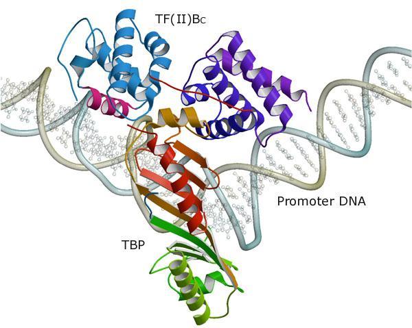 TBP (TATA-box binding protein) TBP bindet im Gegensatz zu