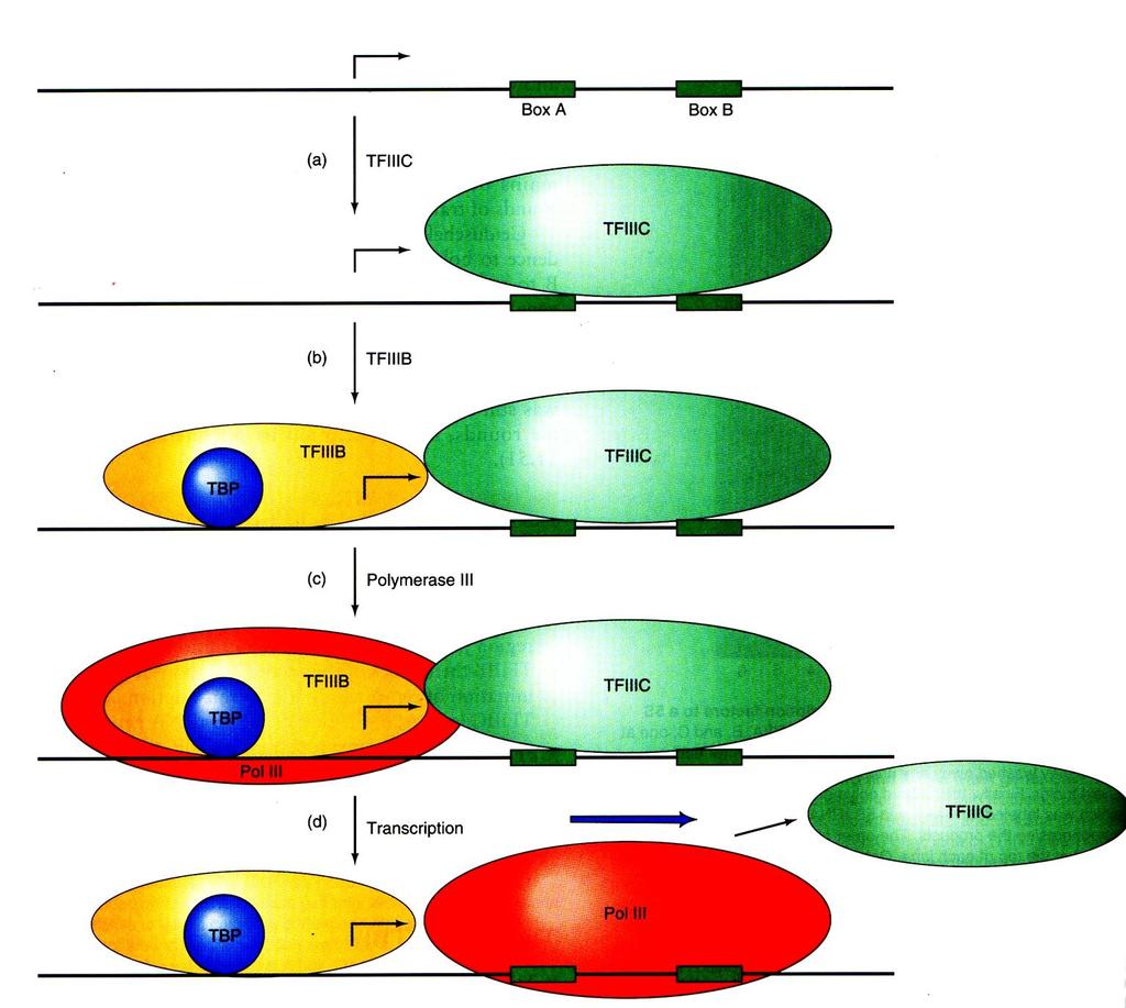 Präinitiation bei Pol III-Genen TF IIIC TBP TF IIIB TF