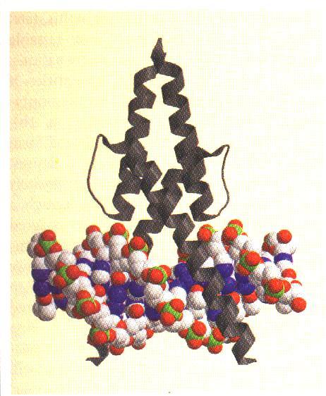 Helix Proteine: Basisches Loop
