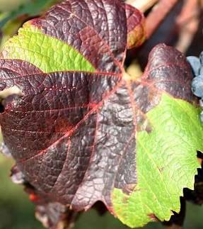 Phytoplasmen - Krankheiten Weiter im Vormarsch in Österreich!