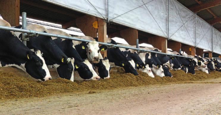 FUTTER-R KLAUE FUTTER-R dient der Rationsberechnung und -verwaltung für Milchkühe, Aufzuchtrinder sowie Mastrinder.