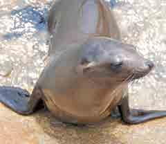 Überlege und rechne. Der Kalifornische Seelöwe unterscheidet sich im Aussehen von anderen Seelöwenarten. Sein Kopf ist schlank. Zudem haben die Männchen keine Mähne.