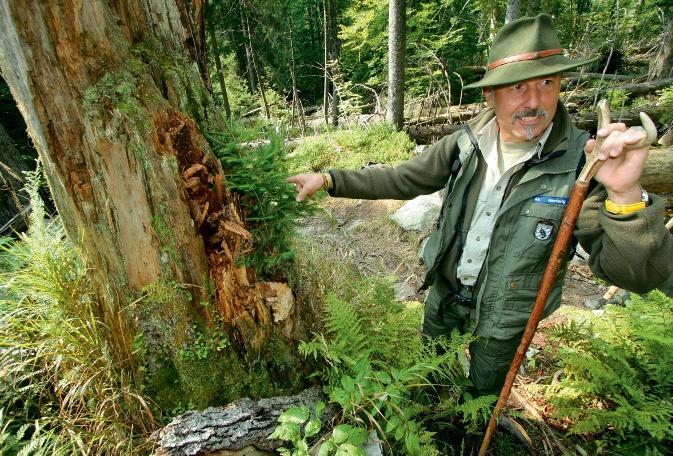 Text: Sylvia Lischer Fotos: gerhard Eisenschink E in Wald, so hatte ich bei Wikipedia gelesen, ist eine Pflanzenformation, die im Wesentlichen aus Bäumen aufgebaut ist und eine so große Fläche