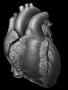 Kardiovaskuläre Effekte von Pioglitazon Glykämie Hyperinsulinämie HDL C sd LDL TG CRP Adiponectin MMP -9 FFA PAI 1 TNF P Selectin MCP 1 β-cells Die Betazelldysfunktion bestimmt die Geschwindigkeit