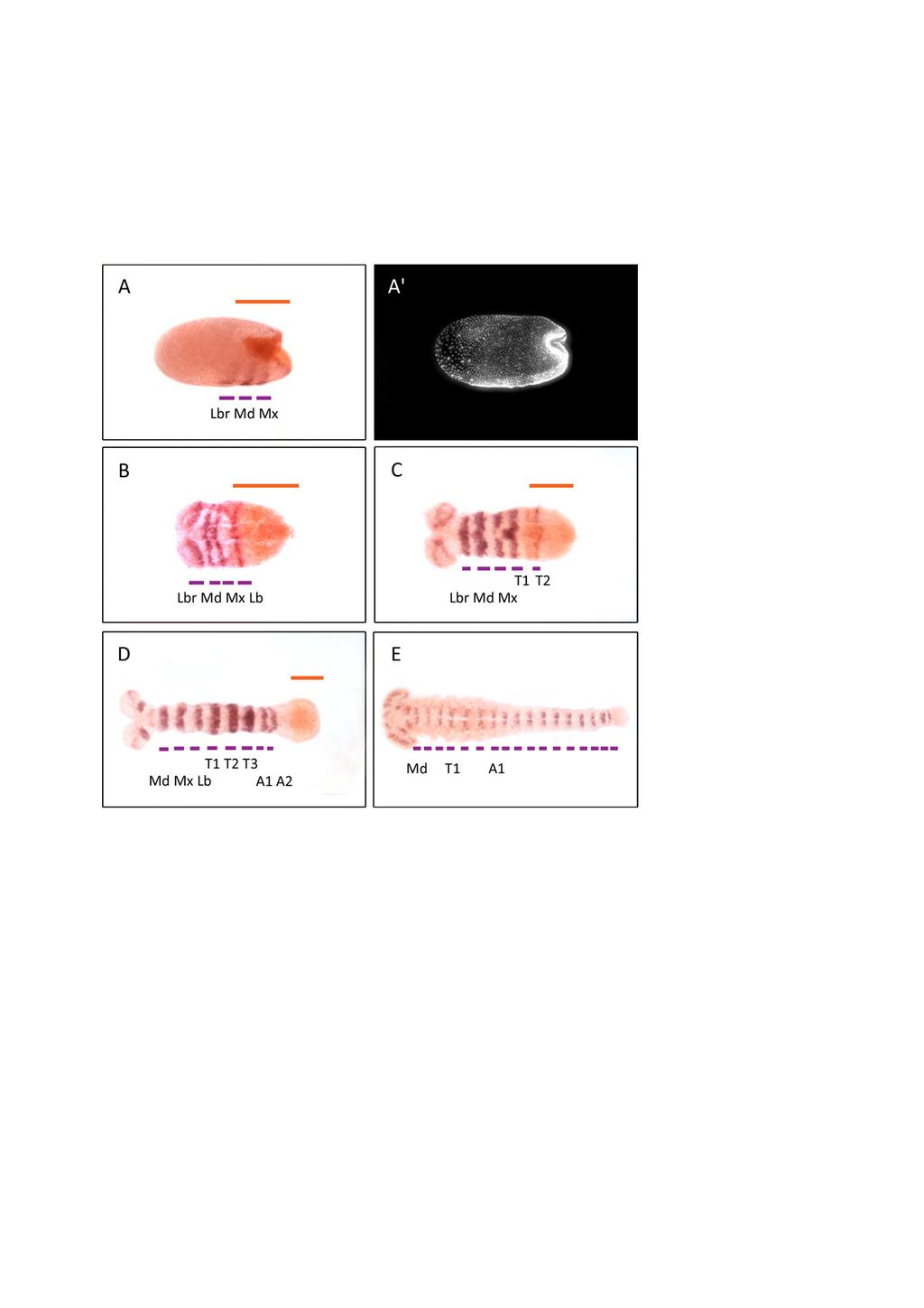 III. Kapitel: mlpt und svb in Tribolium - Ergebnisse Abb. 36: Doppel-ISH von T.c. gooseberry und T.c. svb Dargestellt ist eine Doppelfärbung der Expressionen von gooseberry (lila) und shavenbaby (orange).