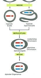 ) von diploid zu haploid. Wenn zwischen B! und R! Mitosen eingeschoben sind, entsteht dadurch eine eigene Generation.