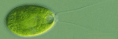 Haplophase blau, Diplophase rot. Viele Algen (z.b. Chlamydomonas) sind Haplonten, alle Landpflanzen sind Haplodiplonten.