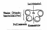 Der Blattstiel (Filament) trägt das eigentliche Blatt.