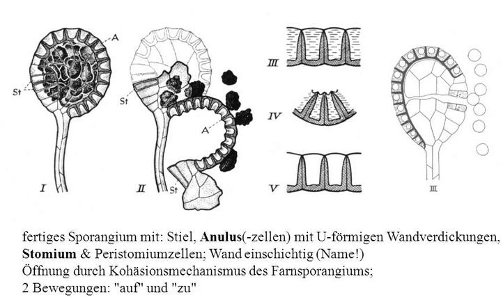 Der Pollenschlauch ist haploid und entsteht aus zwei Mitosen.