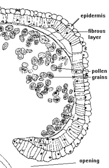 Der Pollenschlauch ist also die Gametophyten-Generation.