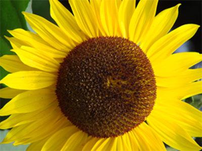 Sonnenblume (Helianthus annuus L.), Korbblütler (Asteraceae) Pollen Praxis: Blüten, Samen, Früchte Auf der Oberfläche stachelförmige Auswüchse der Exine.