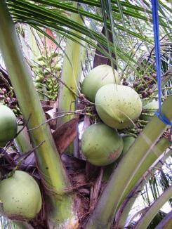 Praxis: Blüten, Samen, Früchte Kokospalme (Cocos nucifera L.