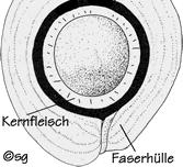 Die Fruchthülle ist faserig. Das Endosperm ist sekundär und hat sich verflüssigt (Kokosmilch).