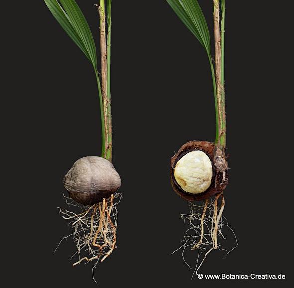 Die Kokosmilch entspricht dem sekundären Endosperm (triploid, aus einer doppelten Befruchtung hervorgegangen).