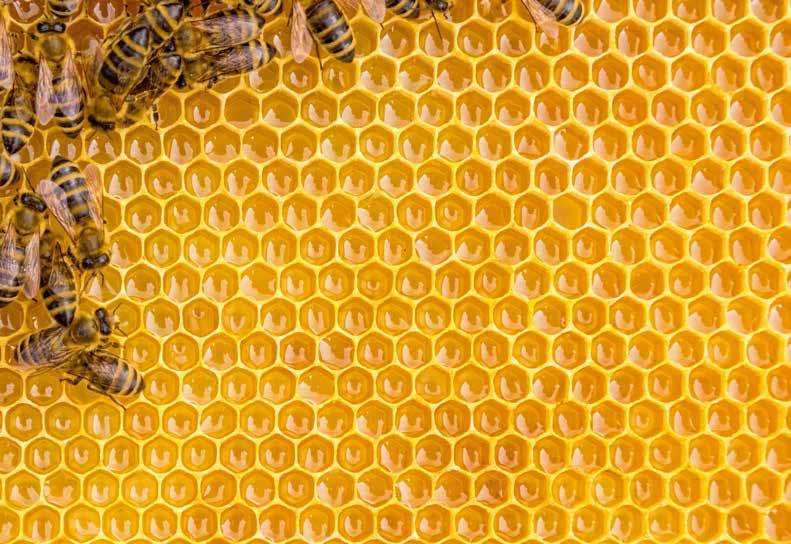 Bienen schwärmen DAS
