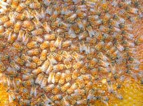 ZUCHTFÖRDERUNG DES LANDES KÄRNTEN Zum Schutz der Carnica Dank der Unterstützung des Landes Kärnten gibt es für das Bienenjahr 2017 eine geförderte Umweiselungsaktion.
