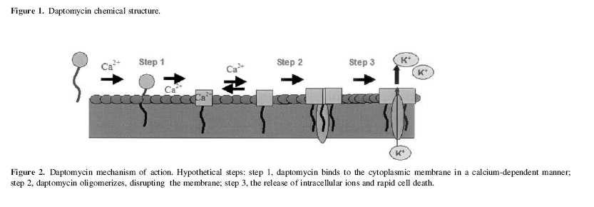 Einleitung die im Daptomycin enthaltenen negativ-geladenen Aminosäuren und die negativ-geladenen Phospholipide der Cytoplasma-Membran des Bakteriums und begünstigen so den tieferen Einbau in die