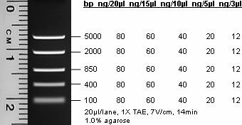 Tabelle 25 Auflistung der verwendeten DNA-Größenmarker Name Herkunft Bandenspektrum Abbildung Fast-Ruler DNA-Ladder Fermentas GmbH Low-Range (St.