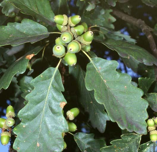 Gerbstoffdrogen Quercus cortex Fagaceae, Quercus robur Gesamtgehalt 8-20% mind.