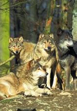116 Gerolstein Vulkaneifel fotolia.com/xaver Klaußner Die Wölfe von Gerolstein Spielerische Wolfsjagd in der Eifel 3. - 6. Klasse Auf zur spannenden Wolfsjagd!