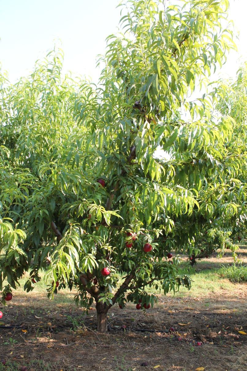 Pfirsiche von Aitona, mit Vergnügen gen Der Pfirsich (Prunus Persica) stammt ursprünglich aus dem Fernen Osten und es wird geschätzt, dass es