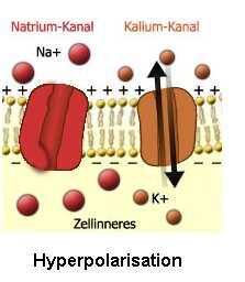 Ruhepotenzials Natrium-Kalium- Pumpe transportiert Kalium-Ionen aktiv unter ATP-Verbrauch zurück ins Innere Ruhepotenzial stellt sich wieder ein.